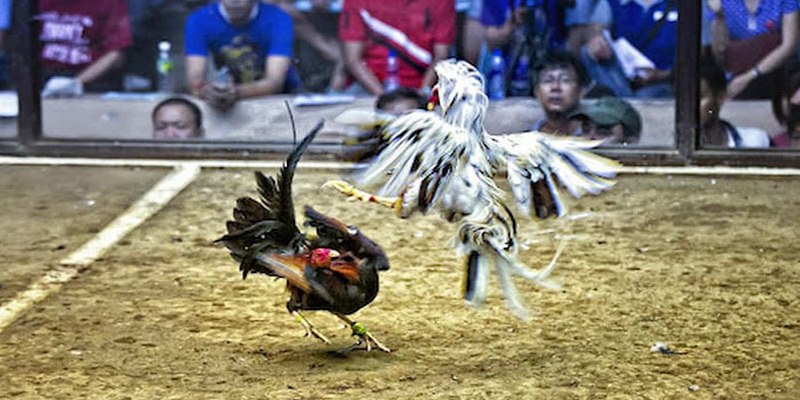 Các trận đấu đá gà đòn được ưa thích với lượng thành viên quan tâm lớn